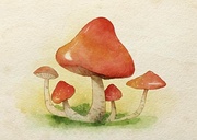 蘑菇的小宇宙