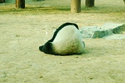 小熊猫的纪实摄影簿