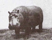 Boiled Hippo