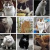 香山猫友和北京植物园的猫