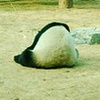 小熊猫的纪实摄影簿