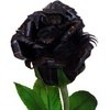 Black Rose