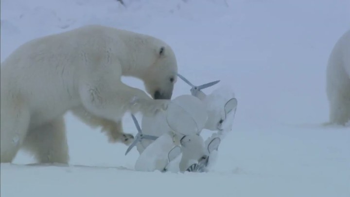 片段：Curious Polar Bears