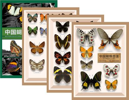 中国蝴蝶图鉴（全4册）