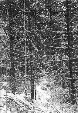 Sadorass - In The Chill Of The Dark Forgotten Forests Sadorass - In The Chill Of The Dark Forgotten Forests