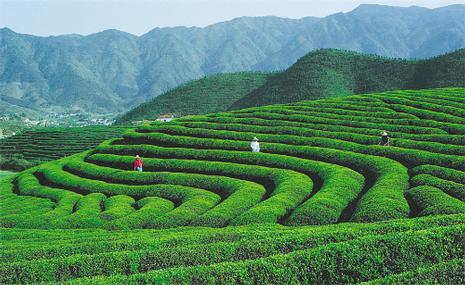 名优绿茶开发与无公害茶生产 (平装)