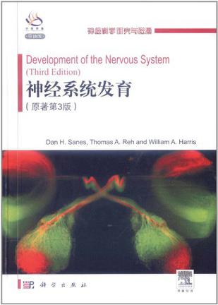神经系统发育