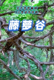 周末1日登山徒步 |【藤萝谷】北方热带榆林-野趣十足-8公里徒步穿越