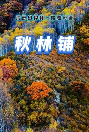 周末 |【秋林铺】茂密白桦林一幅油彩画-秋林铺12公里登山徒步