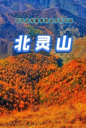 推荐活动-周末 |【北灵山】登山赏秋-高山草甸白桦林-北京山友最爱的徒步后花园